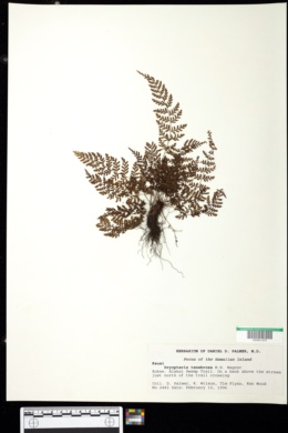 Image of Dryopteris glabra var. pusilla