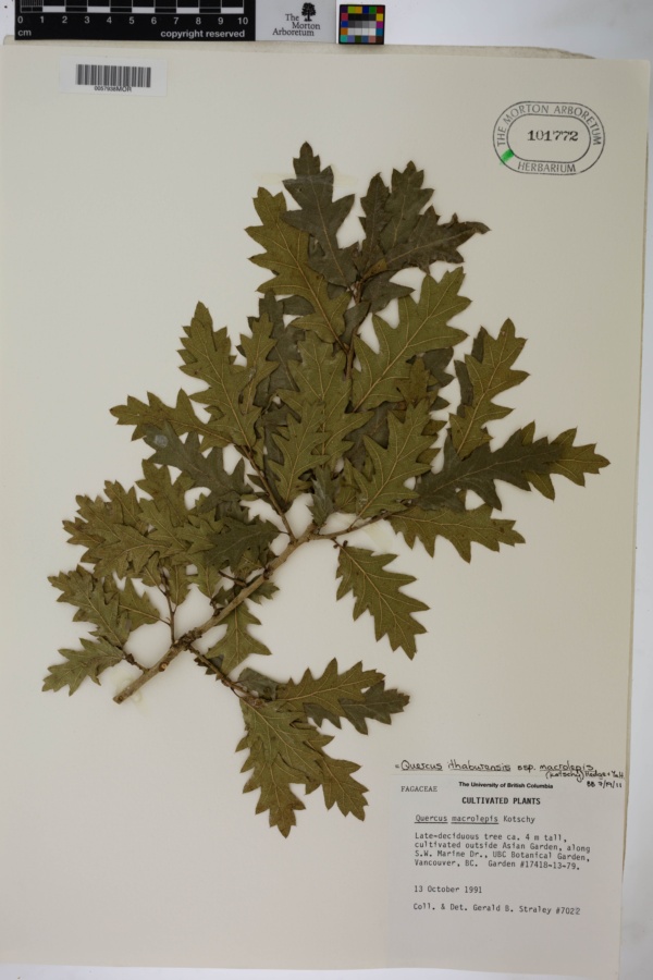 Quercus ithaburensis subsp. macrolepis image