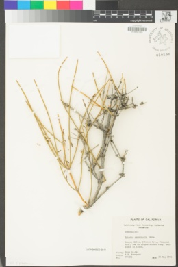 Ephedra nevadensis image