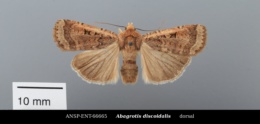 Abagrotis discoidalis image