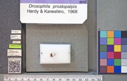 Drosophila prostopalpis image