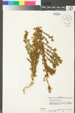 Deinandra floribunda image