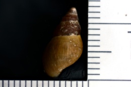 Elimia potosiensis potosiensis image