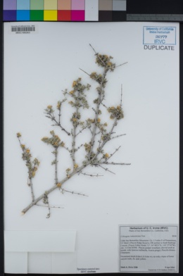 Image of Coleogyne ramosissima