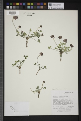 Trifolium rollinsii image