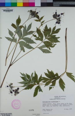 Image of Hydrophyllum virginianum