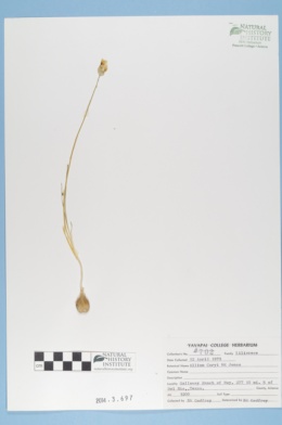 Image of Allium coryi