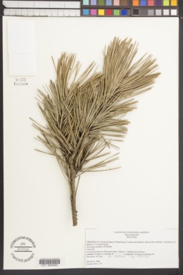 Image of Pinus heldreichii