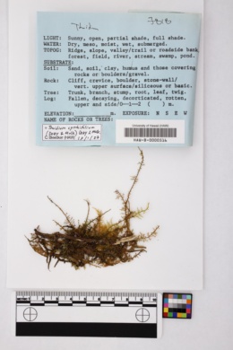 Image of Thuidium cymbifolium