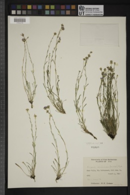 Erigeron arenarioides image