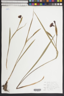 Tigridia multiflora image