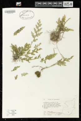 Image of Selaginella pilifera
