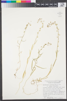 Thysanocarpus laciniatus var. laciniatus image