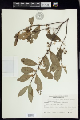 Image of Prunus subcoriacea