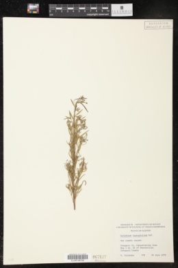 Image of Epilobium leptophyllum
