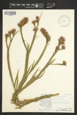 Limonium latifolium image