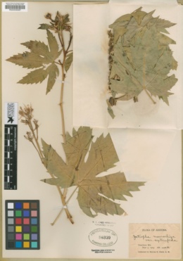 Jatropha macrorhiza var. septemfida image