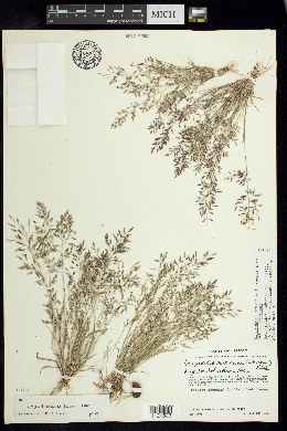 Eragrostis mexicana subsp. mexicana image