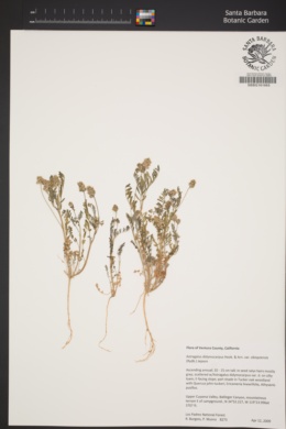 Astragalus didymocarpus var. obispensis image