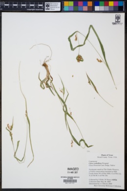 Image of Carex crebriflora