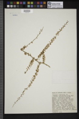 Image of Asparagus denudatus