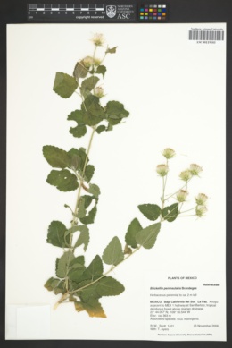 Image of Brickellia peninsularis