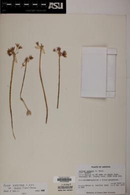Allium bisceptrum var. palmeri image