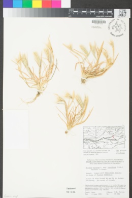 Hordeum murinum subsp. leporinum image