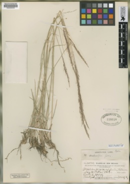 Image of Muhlenbergia metcalfi