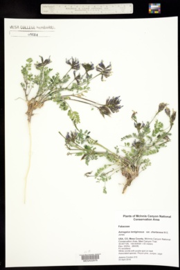Astragalus lentiginosus var. chartaceus image