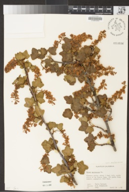 Ribes malvaceum image