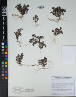 Phacelia saxicola image