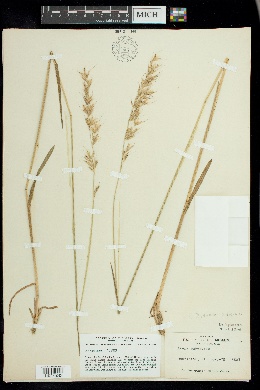 Helictotrichon pubescens image