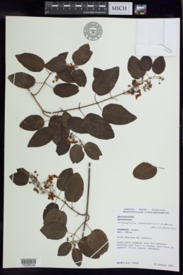 Stigmaphyllon mackeeanum image