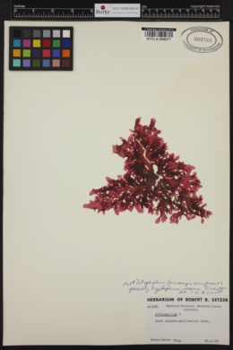 Cryptopleura rosacea image