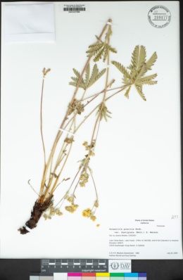 Potentilla gracilis var. fastigiata image