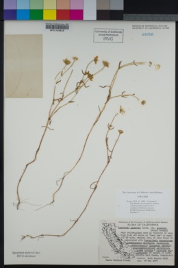 Lasthenia glabrata subsp. coulteri image