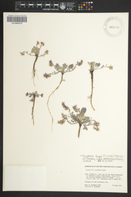 Physaria kingii subsp. utahensis image