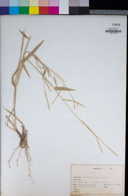 Image of Urochloa platyphylla