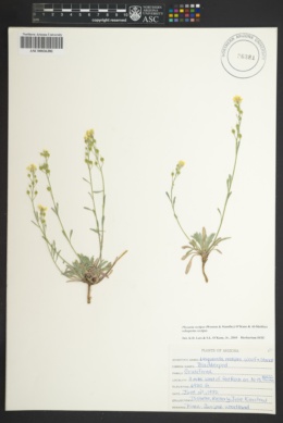Physaria rectipes subsp. rectipes image