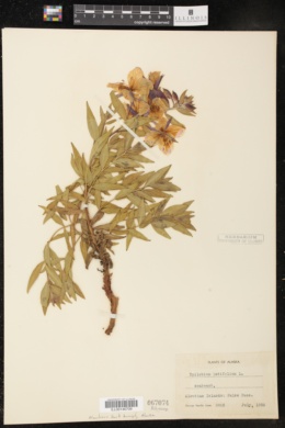 Image of Epilobium latifolium