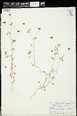 Trifolium bifidum var. decipiens image