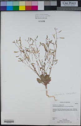 Image of Chylismia scapoidea