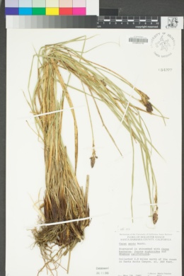 Carex senta image