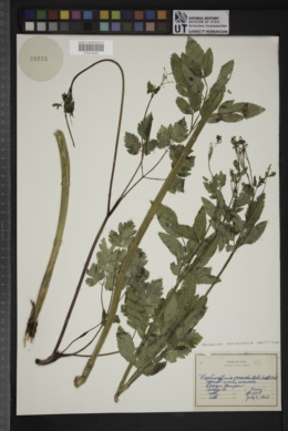 Washingtonia occidentalis image