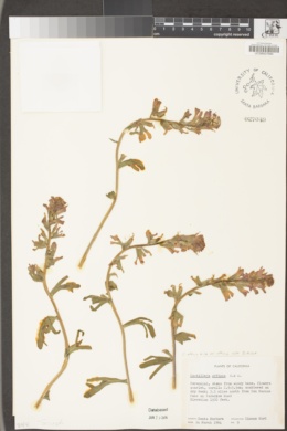 Castilleja affinis subsp. affinis image
