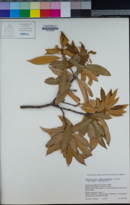 Chrysolepis chrysophylla var. chrysophylla image