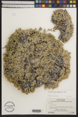 Leptodactylon caespitosum image