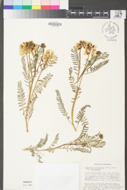 Astragalus trichopodus var. trichopodus image