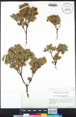 Arctostaphylos montana subsp. montana image